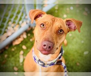 American Pit Bull Terrier Dogs for adoption in Orlando, FL, USA