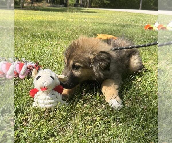 Medium Photo #2 German Shepherd Dog-Great Pyrenees Mix Puppy For Sale in Yardley, PA, USA