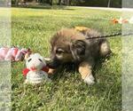 Small #1 German Shepherd Dog-Great Pyrenees Mix