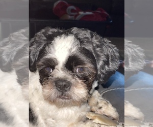 Shih Tzu Puppy for sale in BATTLE GROUND, WA, USA