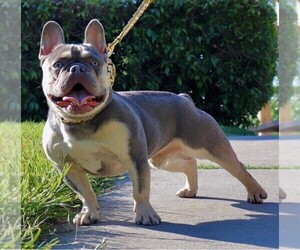 Father of the French Bulldog puppies born on 09/10/2021