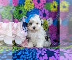 Small Photo #1 -Maltese Mix Puppy For Sale in LEOLA, PA, USA