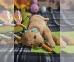 Small Photo #21 Golden Retriever Puppy For Sale in CUMMING, GA, USA