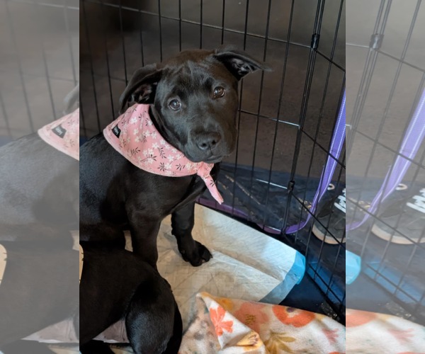 Medium Photo #14 Chinese Shar-Pei-Labrador Retriever Mix Puppy For Sale in Holly Springs, NC, USA