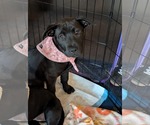 Small #13 Chinese Shar-Pei-Labrador Retriever Mix