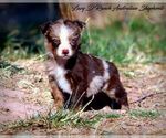 Puppy 5 Australian Shepherd