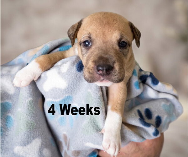 Medium Photo #2 Boxador Puppy For Sale in Grovertown, IN, USA