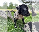Small Photo #28 Catahoula Leopard Dog Puppy For Sale in BUSHNELL, IL, USA
