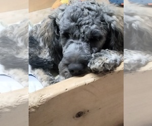 Cockapoo (Miniature) Puppy for sale in BALTIMORE, MD, USA