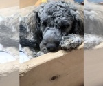 Image preview for Ad Listing. Nickname: Oscar