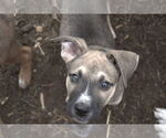 Small #1 Boxer Mix