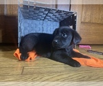 Small Photo #4 Labrador Retriever Puppy For Sale in CADWELL, IL, USA