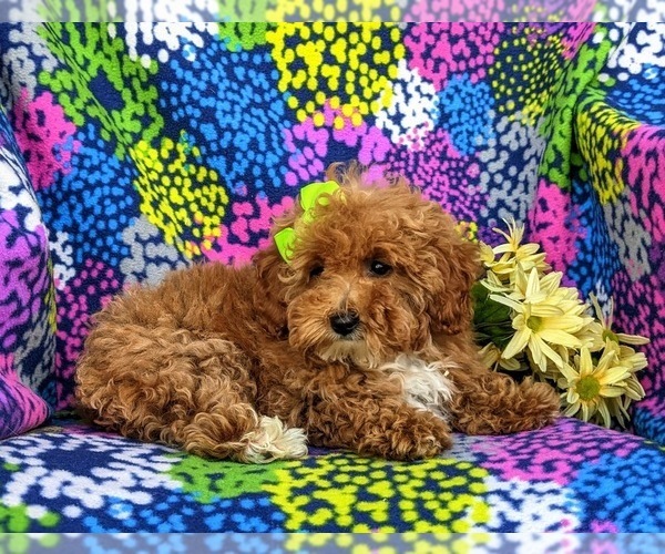Medium Photo #4 Poodle (Miniature) Puppy For Sale in RISING SUN, MD, USA