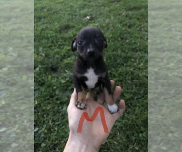 Medium Photo #1 Taco Terrier Puppy For Sale in LATTASBURG, OH, USA