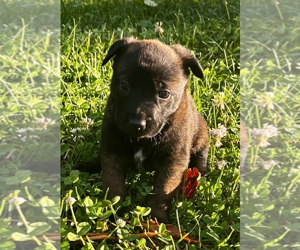 Medium Photo #13 Belgian Malinois Puppy For Sale in BURNINGTOWN, NC, USA