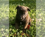 Small Photo #13 Belgian Malinois Puppy For Sale in BURNINGTOWN, NC, USA