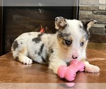 Small Photo #11 Pembroke Welsh Corgi Puppy For Sale in NOBLESVILLE, IN, USA