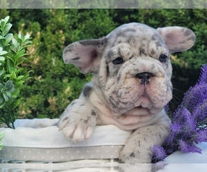 French Bulldog Puppy for sale in PHILADELPHIA, PA, USA
