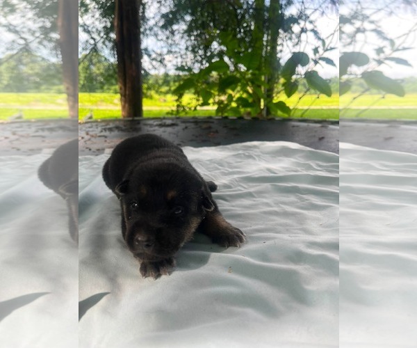 Medium Photo #2 Doberman Pinscher-German Shepherd Dog Mix Puppy For Sale in HOPKINSVILLE/PRINCETON, KY, NH, USA