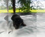 Small #1 Doberman Pinscher-German Shepherd Dog Mix