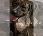 Small Photo #5 Labrador Retriever-Plott Hound Mix Puppy For Sale in Atlanta, GA, USA