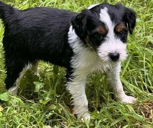 Medium Border Collie-Goldendoodle Mix