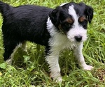 Puppy Luna Border Collie-Goldendoodle Mix