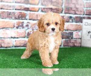 Cavapoo Puppy for sale in BEL AIR, MD, USA