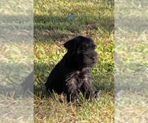 Schnauzer (Miniature) Puppy for sale in ROLLA, MO, USA