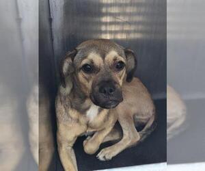 Mutt Dogs for adoption in San Antonio, TX, USA