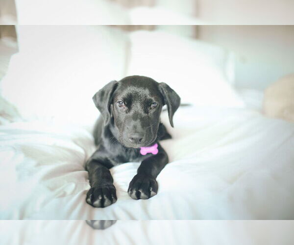 Medium Photo #11 Labrador Retriever-Retriever  Mix Puppy For Sale in Corona, CA, USA