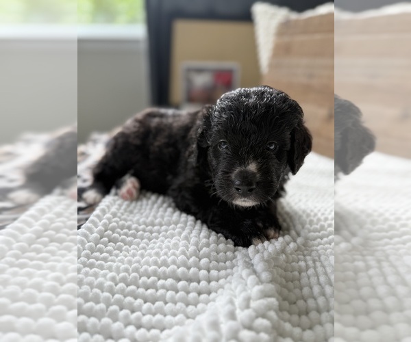 Medium Photo #16 Bernedoodle Puppy For Sale in BELMONT, NC, USA