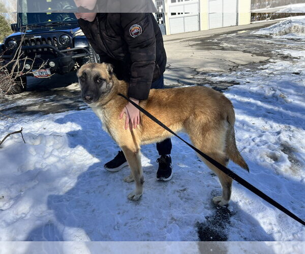 Medium Photo #46 German Shepherd Dog-Unknown Mix Puppy For Sale in Sebec, ME, USA