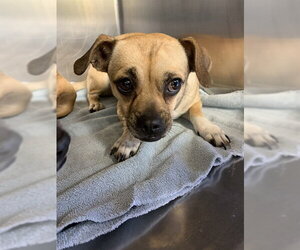 Chug Dogs for adoption in Grand Prairie, TX, USA