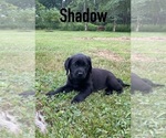Puppy Shadow Labrador Retriever