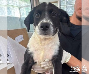Retriever -Unknown Mix Dogs for adoption in Washington, DC, USA