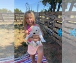 Small Photo #4 Komondor Puppy For Sale in GUTHRIE, OK, USA