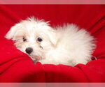 Small Photo #17 Maltese Puppy For Sale in PATERSON, NJ, USA