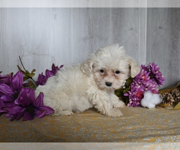 Medium Photo #3 Cavachon Puppy For Sale in DRESDEN, OH, USA
