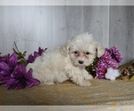 Small Photo #3 Cavachon Puppy For Sale in DRESDEN, OH, USA