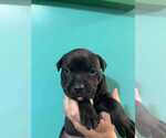 Small #2 American Pit Bull Terrier-Labrador Retriever Mix