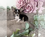 Gigi - Female Chihuahua Puppy for Sale - Photo #7