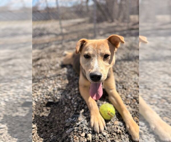 Medium Photo #9 Mutt Puppy For Sale in Elmsford, NY, USA