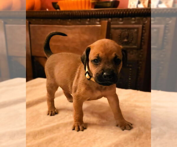 Medium Photo #1 Mutt Puppy For Sale in Plainfield, IL, USA