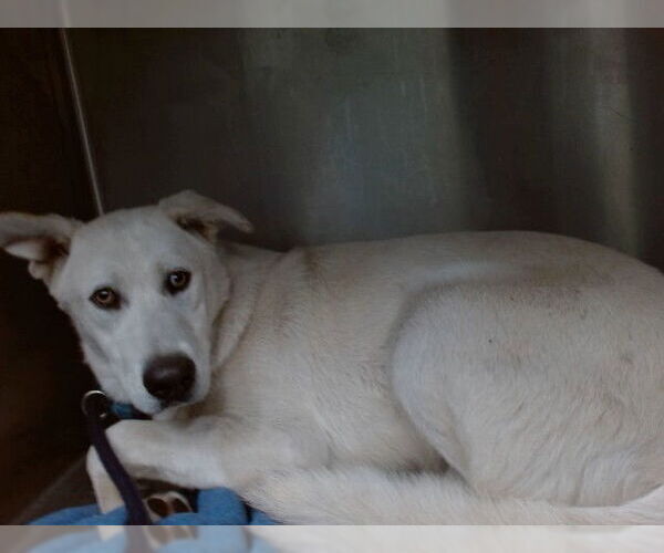 Medium Photo #1 German Shepherd Dog-Unknown Mix Puppy For Sale in Downey, CA, USA