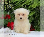 Small Maltese