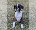 Puppy Drewster Boxer
