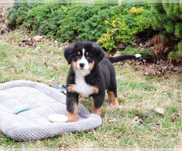 Medium Photo #6 Bernese Mountain Dog Puppy For Sale in SYRACUSE, IN, USA