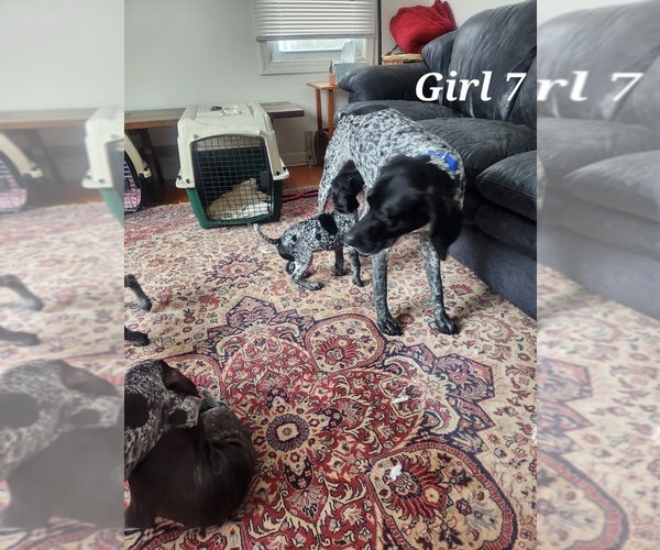 Medium Photo #7 German Shorthaired Pointer Puppy For Sale in N SYRACUSE, NY, USA