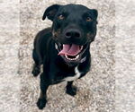 Small #2 Labrador Retriever Mix